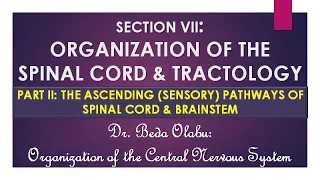 THE ASCENDING (SENSORY) PATHWAYS OF THE SPINAL CORD & BRAINSTEM
