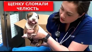 ЩЕНОК СО СЛОМАННОЙ ЧЕЛЮСТЬЮ (Спасли щенка питбуля) Ветеринарное ранчо на русском