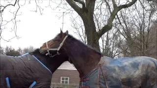 Two horses grooming each other (Mutual grooming)