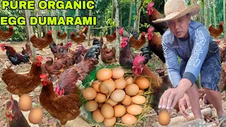 Pamumulot ng Pure Organic Itlog ng manok Dagsaan ang Itlog Dahil madaming pagkain sa bukid libre lng