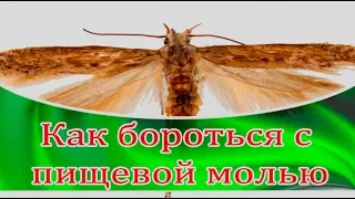 ➤ Как бороться с пищевой молью ➤