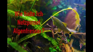 Wie halte Ich Netzpinsel Algenfresser richtig im Aquarium Der komplette Guide