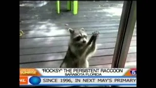 Rocksy the raccoon