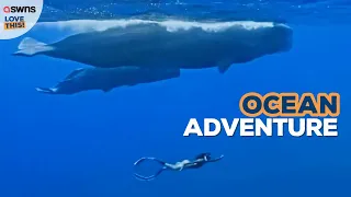 Woman swims alongside sperm whales 😍🐋 | LOVE THIS!