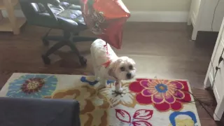 Puppy HATES this balloon