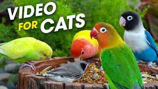 1 Hour Of Watching Birds And Squirrels In The Forest Attracts A Cat's Attention - Video For Cats