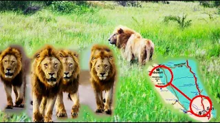INCOMING MALE LION COALITION: The Start Of Lion War! Casper In Trouble! Kruger National Park!#lion