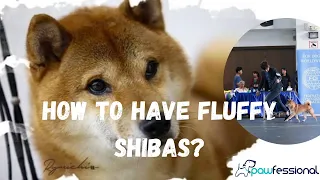 how to make your shiba fluffy! with Pawfessional