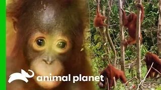 Female Orangutans Come Together To Look After Kiki's Baby | Orangutan Island