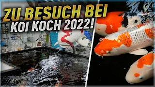 Zu Besuch bei Koi Koch 2022 !
