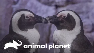 Estos adorables pingüinos derriten el corazón de sus cuidadores | El Acuario | Animal Planet