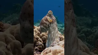 Cephalopods changing colors