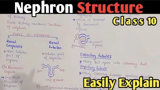 Nephron Structure  And Functions | Bowman's Capsule | Glomerulus | Class 10 Biology