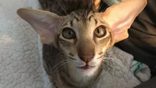 Meet our new Oriental Shorthair Kitten