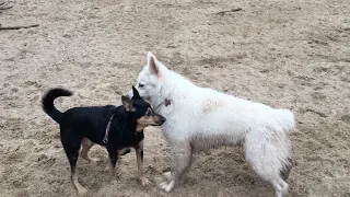 Snoop warns Swiss Shepherd trying to dominate