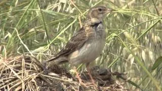 Calandra lark ( Melanocorypha calandra)