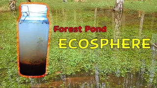 Creating a Woodland Pond Ecosphere