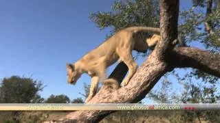 Lions morning walk HD at Tshukudu Hoedspruit - South Africa Travel Channel 24 - Wildlife