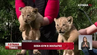 Львята-близнецы родились в зоопарке Караганды