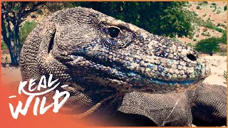 The Mythical Endangered Komodo Dragon | 1000 Days For The Planet | Real Wild