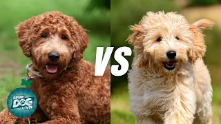 Labradoodle vs Goldendoodle The Differences You Need to Know