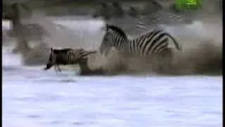 Killer Clips- Lion Attacks Zebra