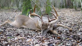 Traditional bowhunting