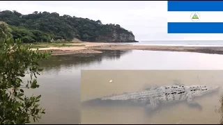 Nicaragua San Juan del Sur - Crocodile encounter Playa Marsella