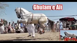 Best Horse Dance Darbar Panjan Noon Pandi Bhattian 2019  Ghulam e Ali Ray Fazal Abbas Kharral-55