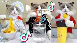 That Little Puff | Cats Make Food 😻 | Kitty God & Others | TikTok 2024 #59