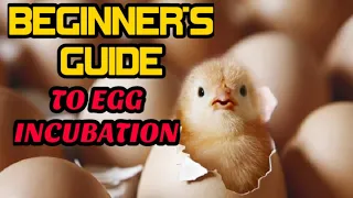 BEGINNER'S GUIDE TO EGG INCUBATION | FREE-RANGE CHICKEN FARMING| Proxy ko muna will do the vlogging