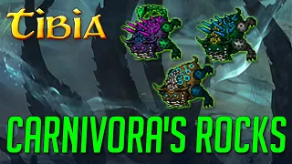 SPACER Z CARNIVORAMI - TIBIA - Carnivora's Rocks - Port Hope - TIBIA PROFIT