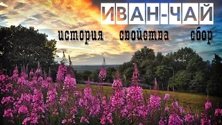 Иван-чай/история/свойства/сбор/ферментация / Blooming Sally