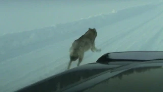 Стая волков бежит перед джипом.  Эксклюзив / A pack of wolves running in front of the jeep
