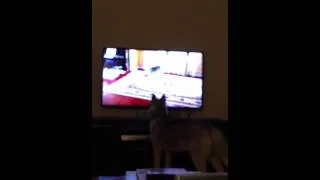 Siberian husky Maska watch his own movie