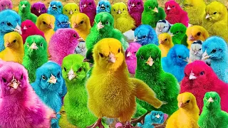 World Cute Chickens, Colorful Chickens, Rainbows Chickens, Cute Ducks, Cat, Rabbits,Cute Animals #11