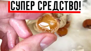 Ни шампунь, ни порошок, ни средство для мытья посуды не покупаю: делаю все это из.....!