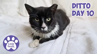 Ditto Day 10 - Feral Cat Recovery, Last Day On Meds * S4 E154 * Cat Videos