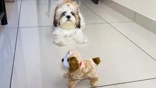 Shih Tzu and the dog toy | Funny Shih Tzu playing | Mimi Shih Tzu