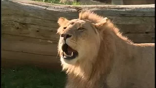 Au ZooParc de Beauval les lions sont rois