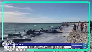 Search for reason behind mass whale beaching in Australia