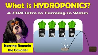 Hydroponics For Kids: What is Hydroponics? A FUN Introduction to Hydroponics