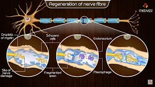 Neuroregeneration in the peripheral nervous system (PNS) - Physiology medical animations