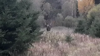 Лось на вабу. Очередной не трофейный.