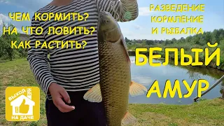 Ловлю 🎣 БЕЛОГО АМУРА 🐟 🐟 🐟 на листья ☘️ одуванчика 🌼 #Рыбалка 🎣 в пруду на даче 🏡 Всё о белом амуре.