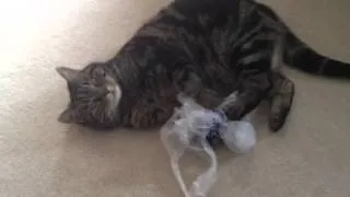 Cat falls asleep on plastic bag