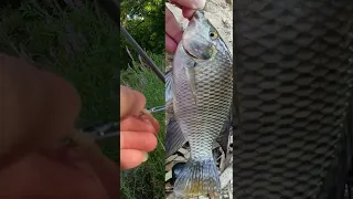 TILAPIA in EXTRA ULTRALIGHT(XUL) Spinning Fishing🎣 #short #xul #bfsfishing #tilapia #улов #shorts