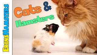 Keeping Cats/Dogs And Hamsters Safe In The Same Home