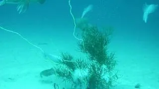 Bigfin Reef Squid Egg Laying