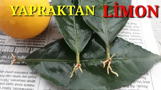 Yapraktan limon köklendirme ilk Dala gerek yok (Türkiyede ilk yaprak videosu)